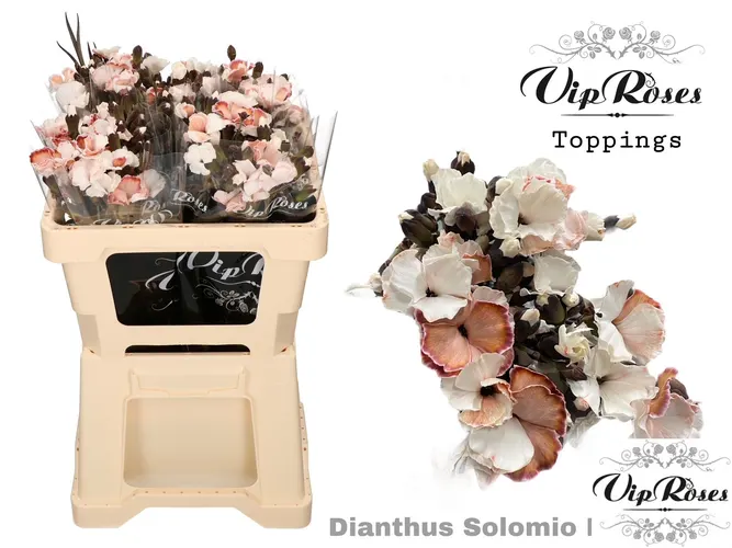 Di Solomio Brownies (l50cm) 50 cm