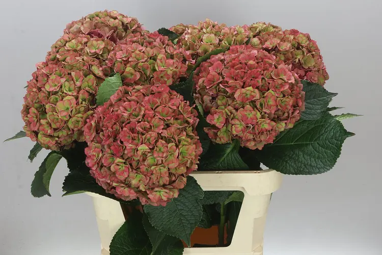 Hyd Anastasia Classic 80 cm