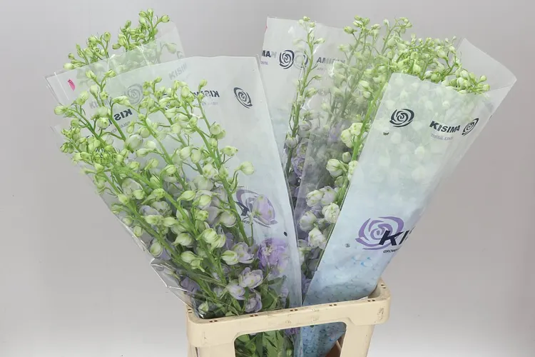 Stračonôžka Elatum Fountain Lavender 80 cm