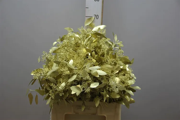 Populus Berries Gold 65 cm