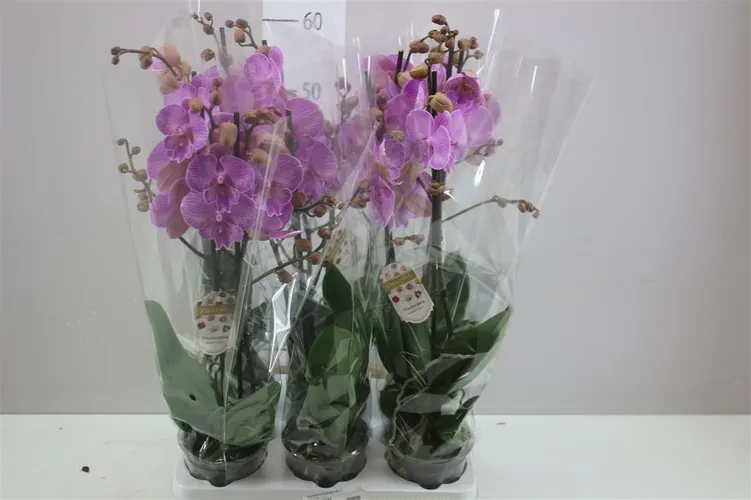 Phal Laura 2 Tak črepník 12 cm