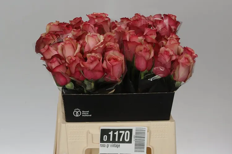 Rosa Gr Vintage 40 cm