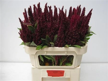 Amarant (Amaranthus)