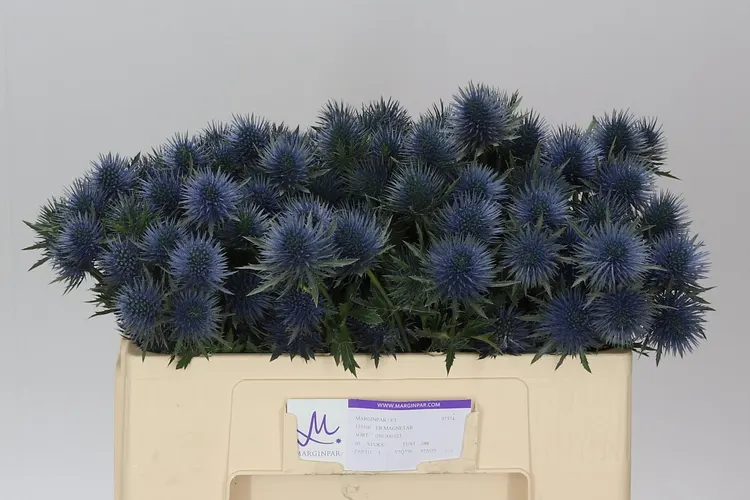 Eryngium Magnetar 50 cm