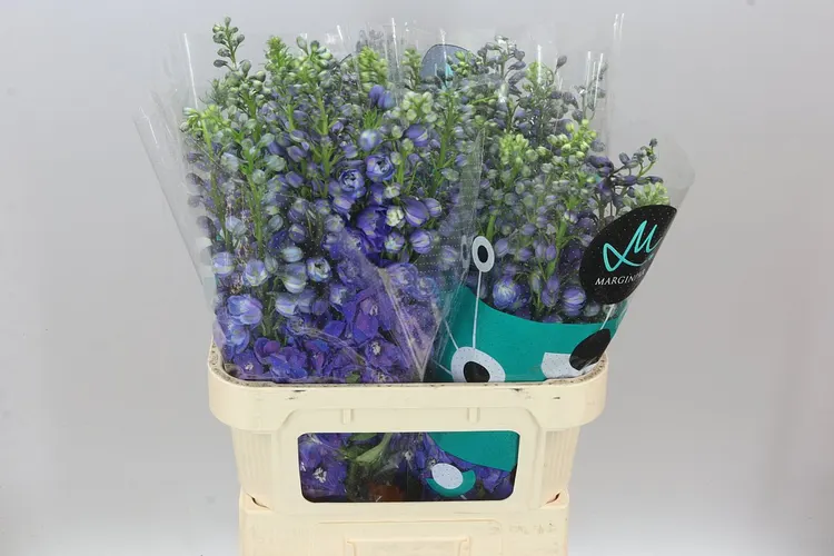 Delph El Guardian Blue 80 cm