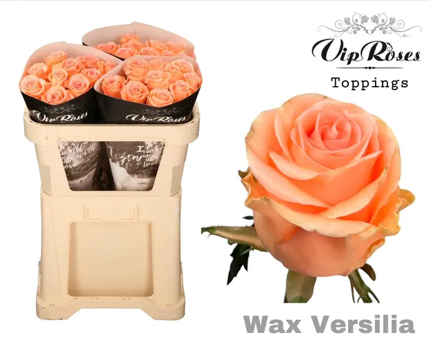 Ruža Wax Versilia X30 998 70 cm