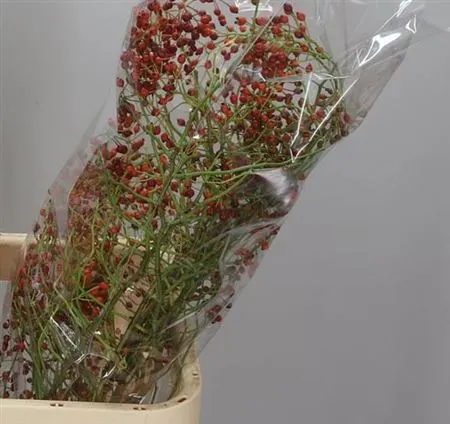 Rozenbottel Corallo 90 cm