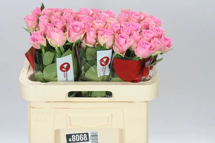 Rosa Gr Wham 60 cm