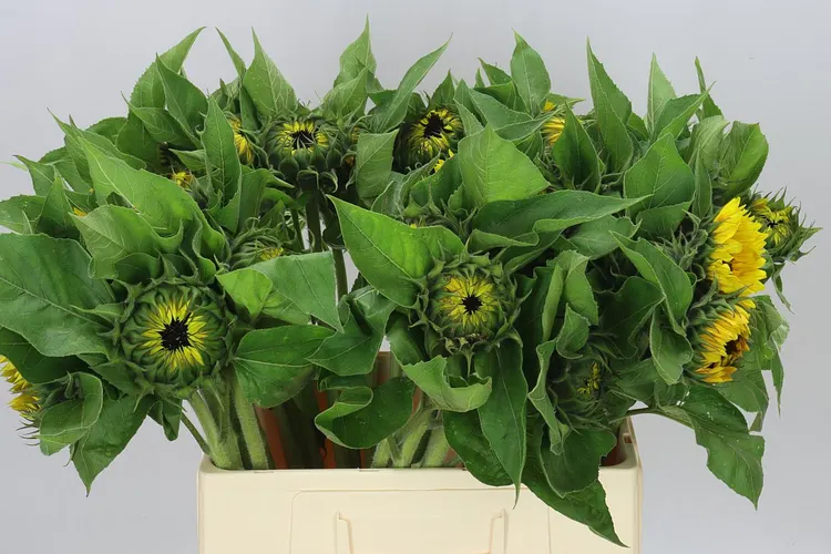 Helianthus A Sun Orange 60 cm
