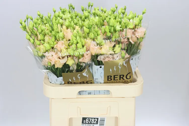 Eustóma plnokvetá Alissa L Apricot 70 cm