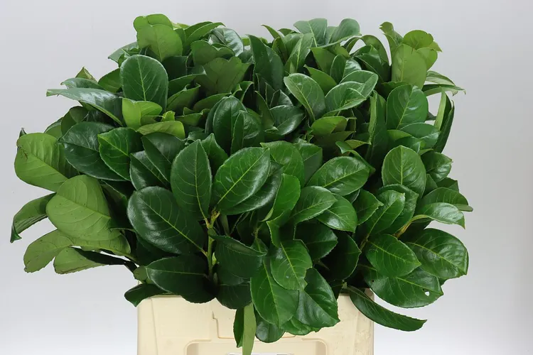 Igg Laurel X10 Stems 60 cm