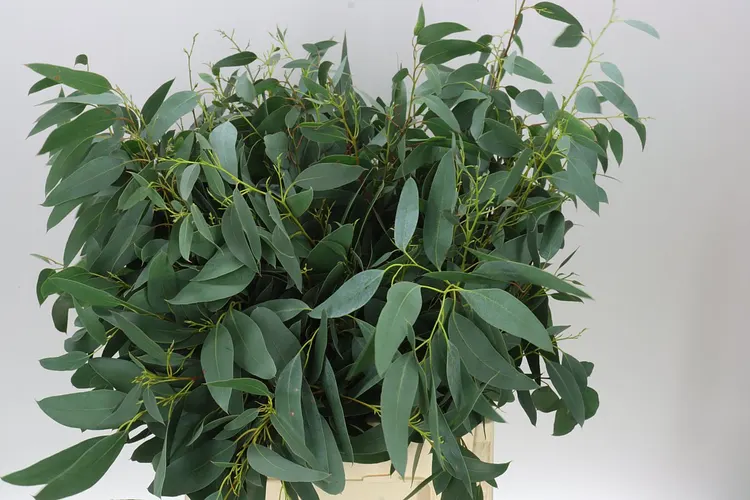 Igg Euc Glaucesens Adult X10 Stems 60 cm