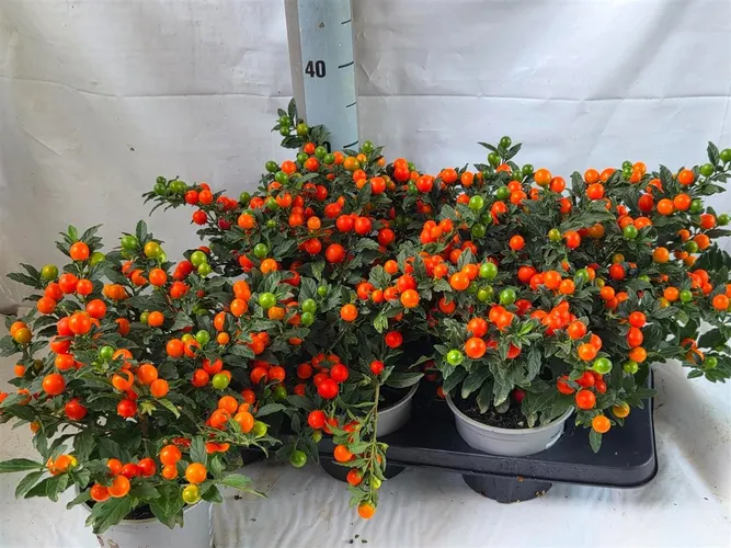 Solanum Ps Bartoli Bes črepník 14 cm