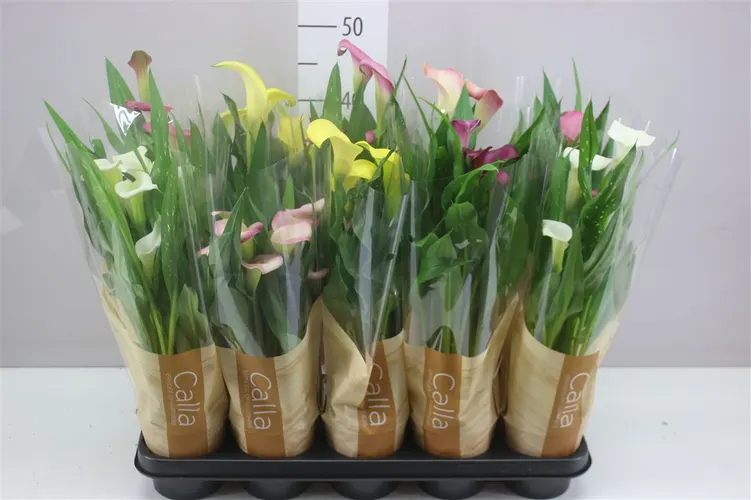 Zant Gemengd črepník 12 cm