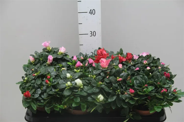 Azalky (Azalea)