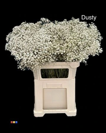 Gypsofila Xlence Dusty Taupe 80 cm