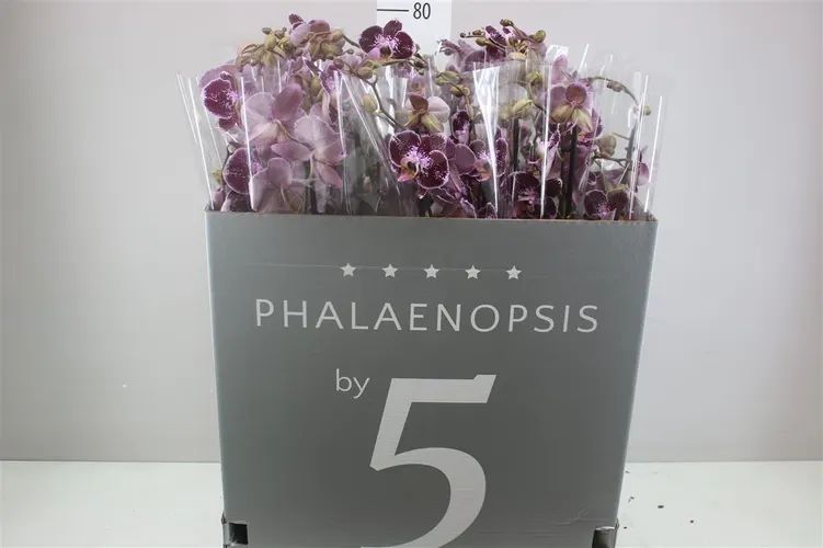 Phal Reims 2 Tak črepník 12 cm