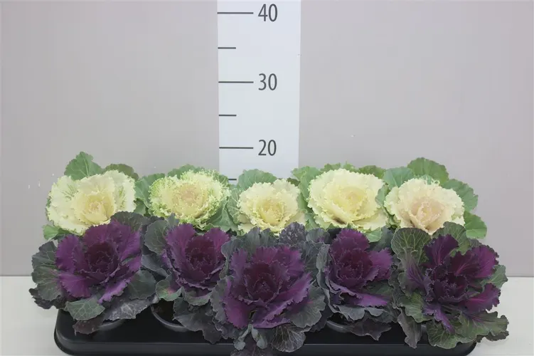 Brassica (sierkool) Gemengd črepník 9 cm
