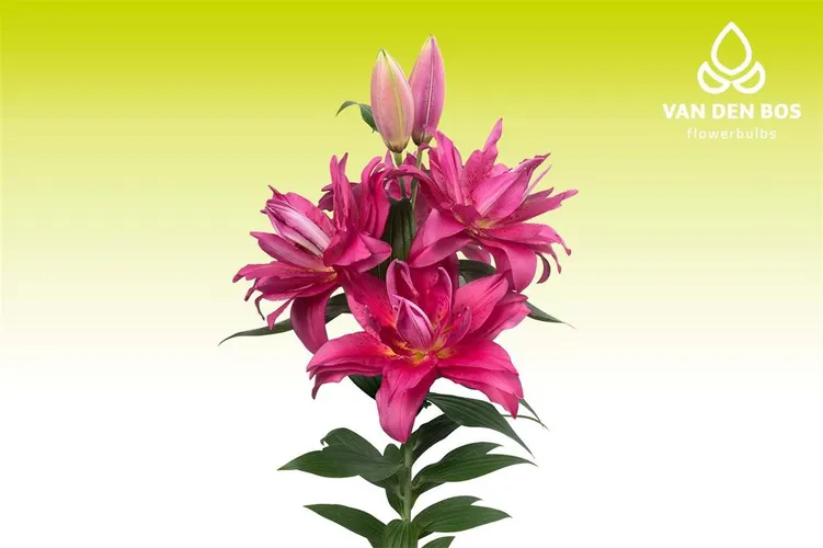 Ľalie (Lilies)