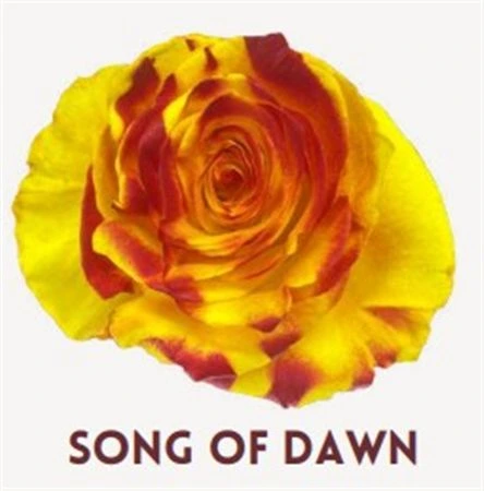 Ruža farbená Song Of Dawn, Ekvádor 50 cm