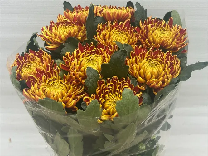 Chryzantéma veľkokvetá Fuego 75 cm