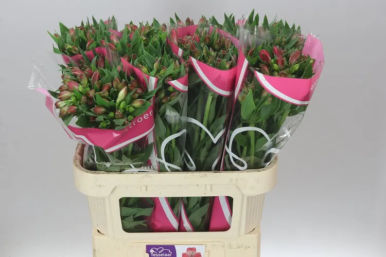 Alstro Bubblicious Xl 75 cm