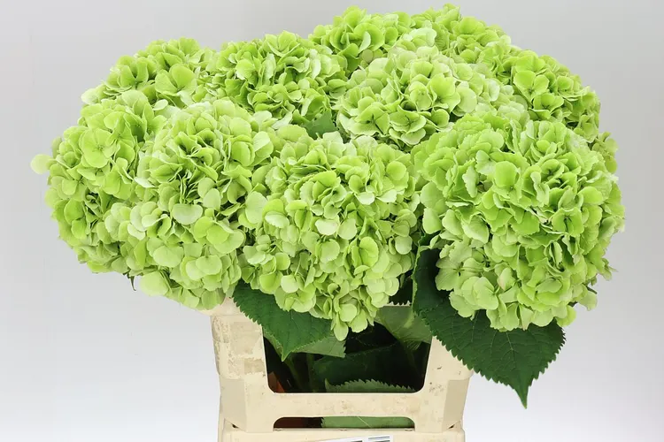 Hydrangea Verena Green Classic 60 cm