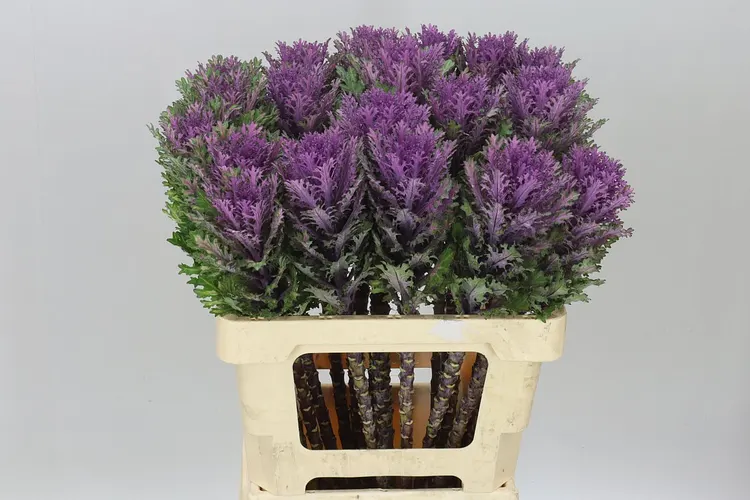 Brassica Queen 60 cm