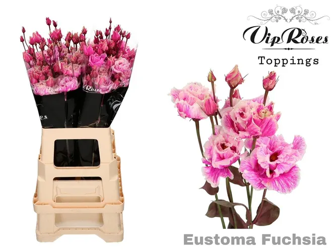 Eust Dy Alissa Fuchsia Rose 72 cm