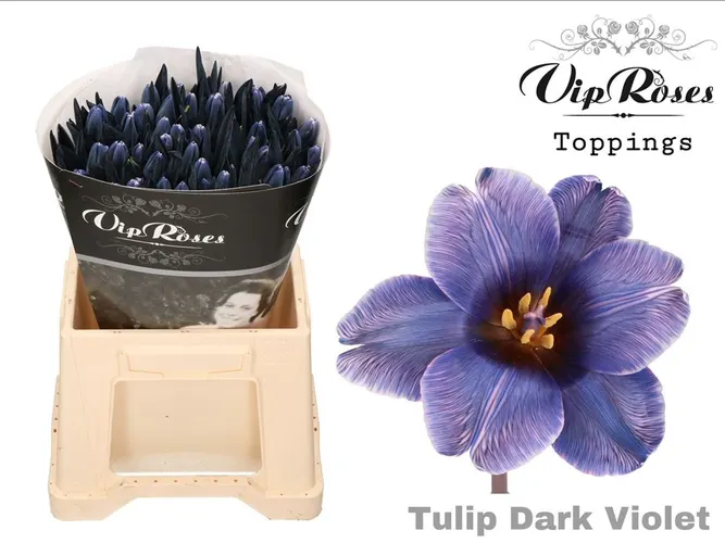 Tulipa Vip En Dark Violet