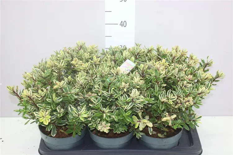 Hebe Tricolor črepník 17 cm