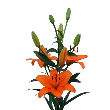 Lil La Orange 3+ 80 cm