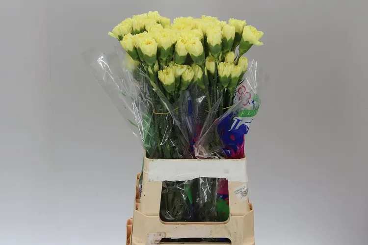 Di St Col. Yellow 70 cm