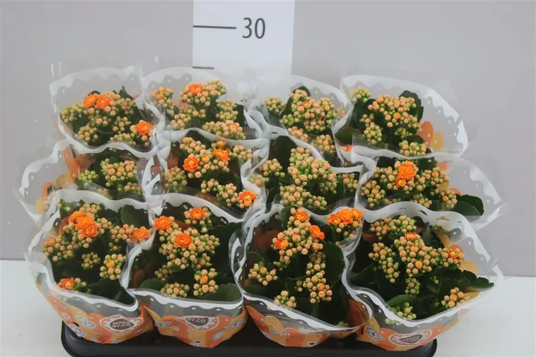 Kalanchoe Calandiva Oranje črepník 9 cm