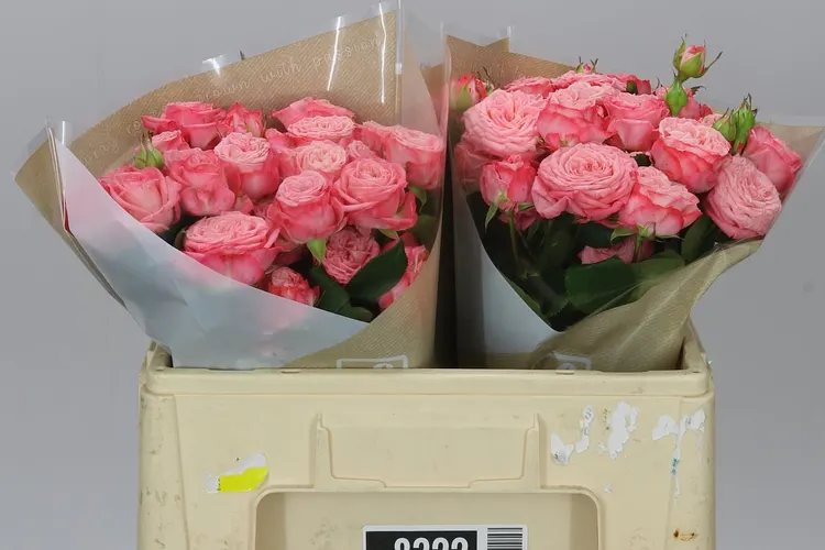 Rosa Tr First Date 50 cm