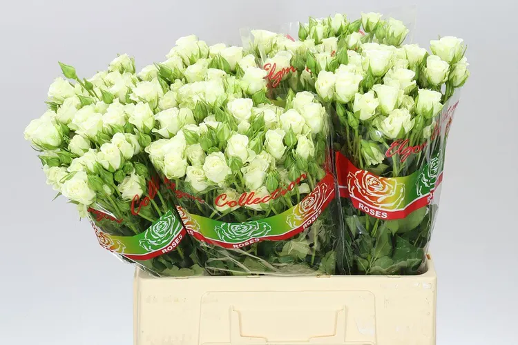 Rosa Tr Snow Flake A2 60 cm