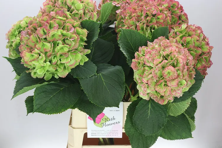 Hortenzia Verena Green Red Classic 100 cm