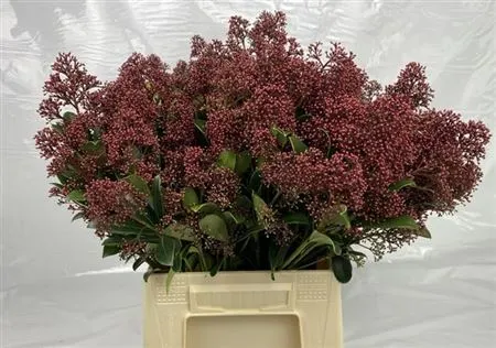 Skimmia J Red 45 cm