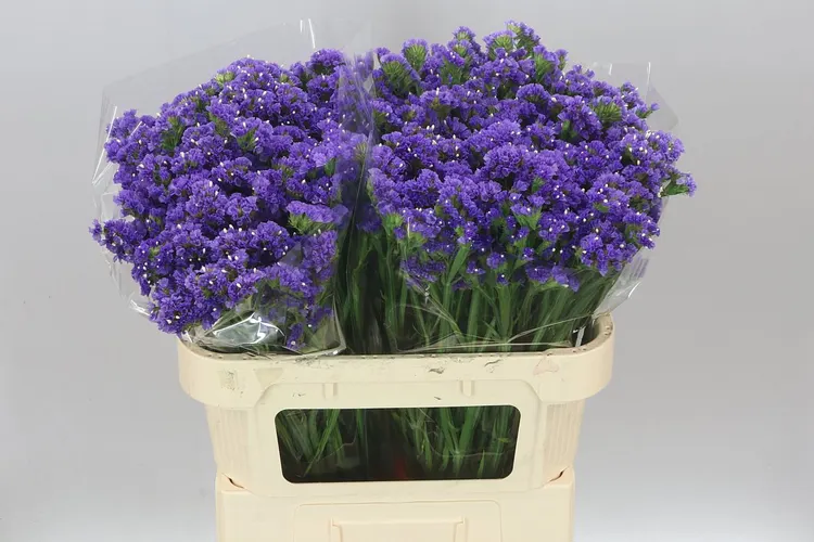 Lim. S Cry Dark Blue 75 cm