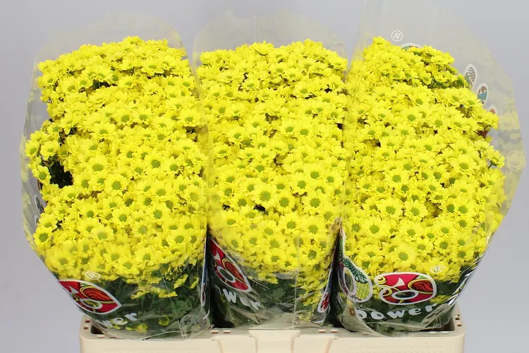 Sant Mad Ringa Yellow 55 cm
