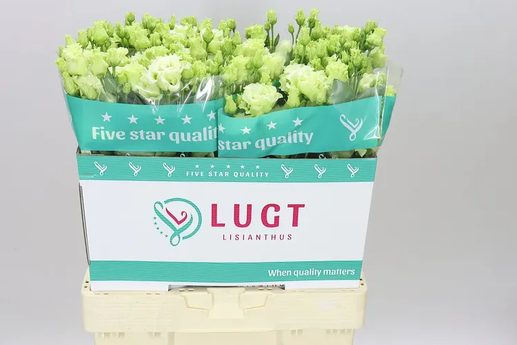 Eust Du Alissa Green 70 cm