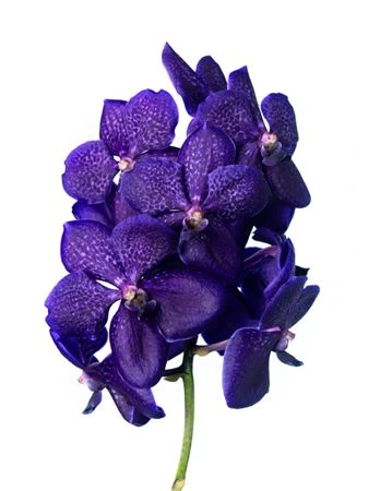 Orchidea Vanda Su Midnight Blue