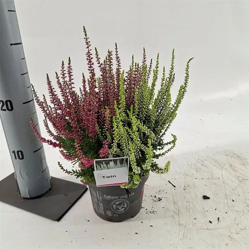 Calluna Vulg. 'twin Girls' (gg) Pbr črepník 13 cm
