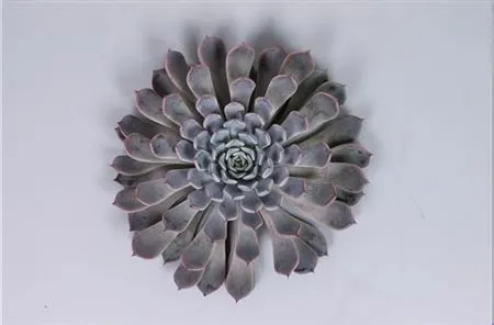 Echeveria Rosea Cutflowers 8 cm