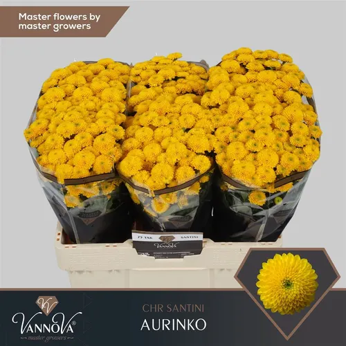 Sant Aurinko 55 cm