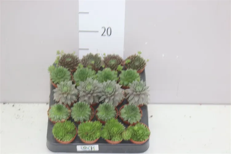 Sempervivum Mix črepník 5,5 cm
