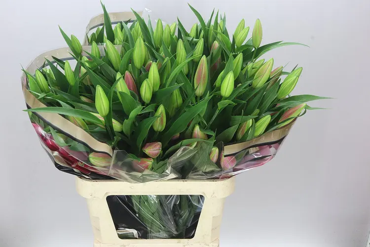 Lil Or Dalian 95 cm