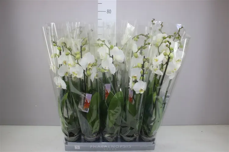 Orchidea Phalaenopsis biela, 3 výhony črepník 12 cm