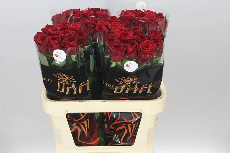 Ruža Red Naomi Drf 80 cm