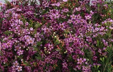 Chame Wax Purple 80 cm